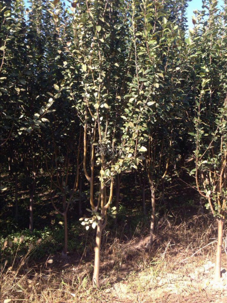 西府海棠