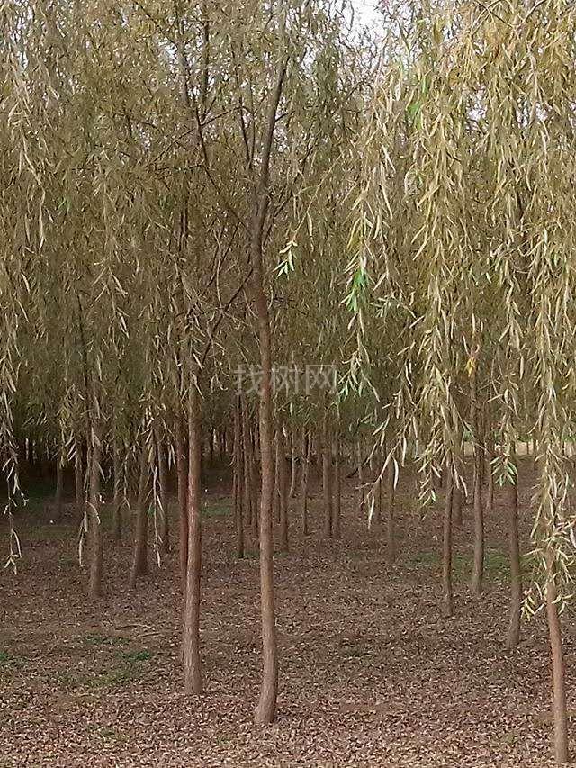 垂柳