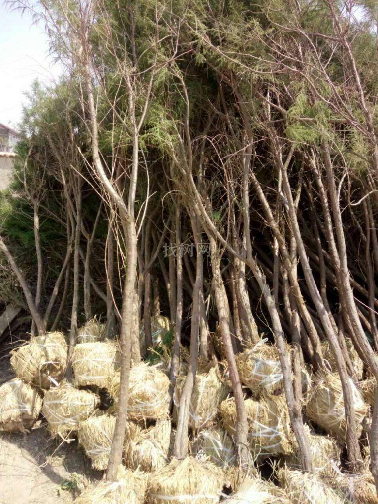 柽柳
