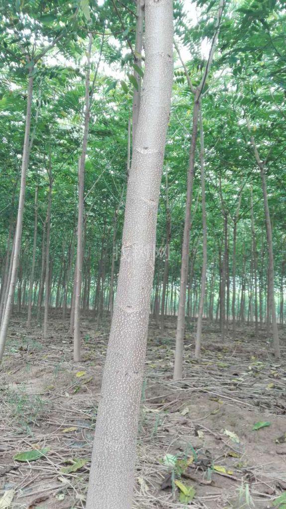 千头椿树