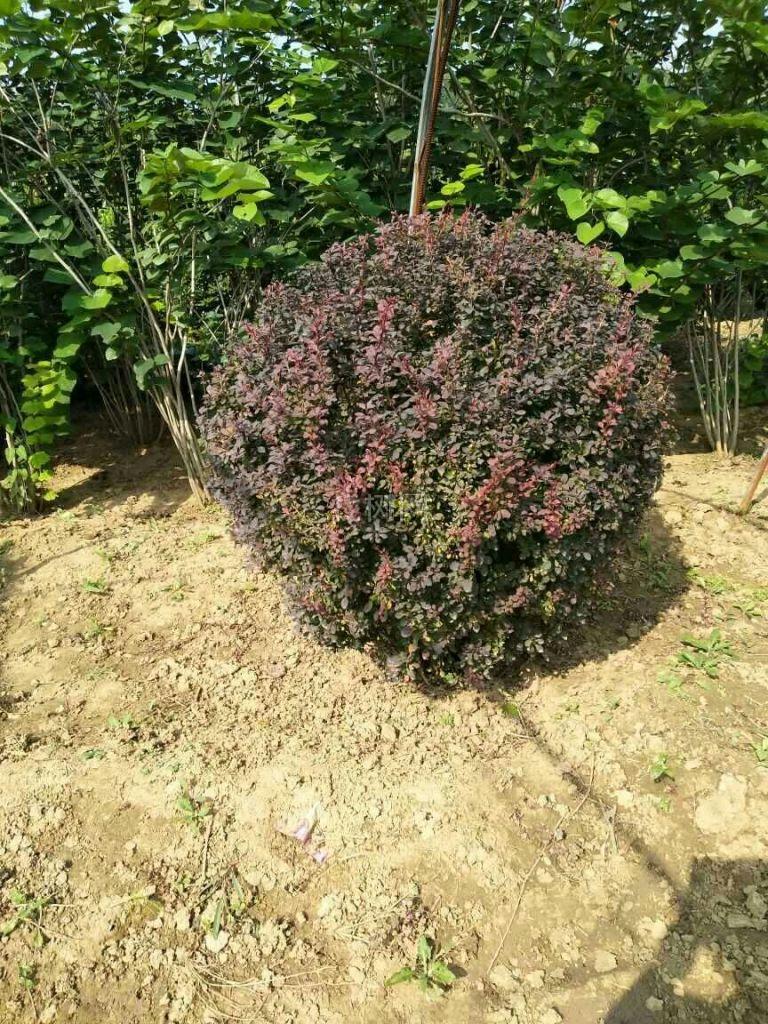 紫叶小檘球