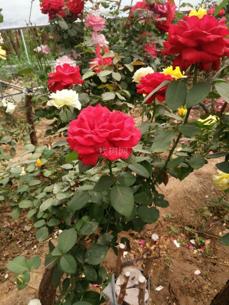 独干月季