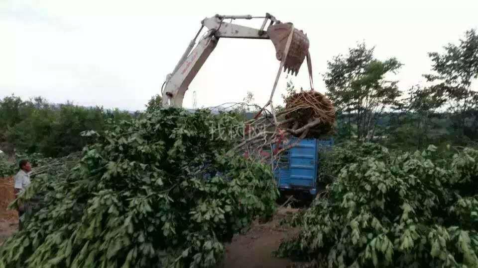 丛生蒙古栎