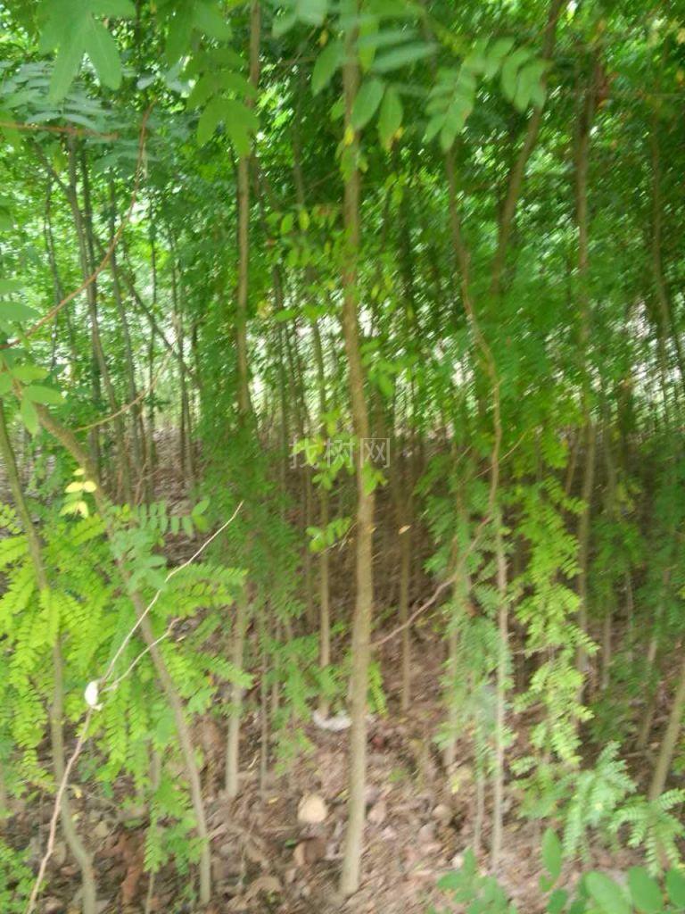 皂角小苗