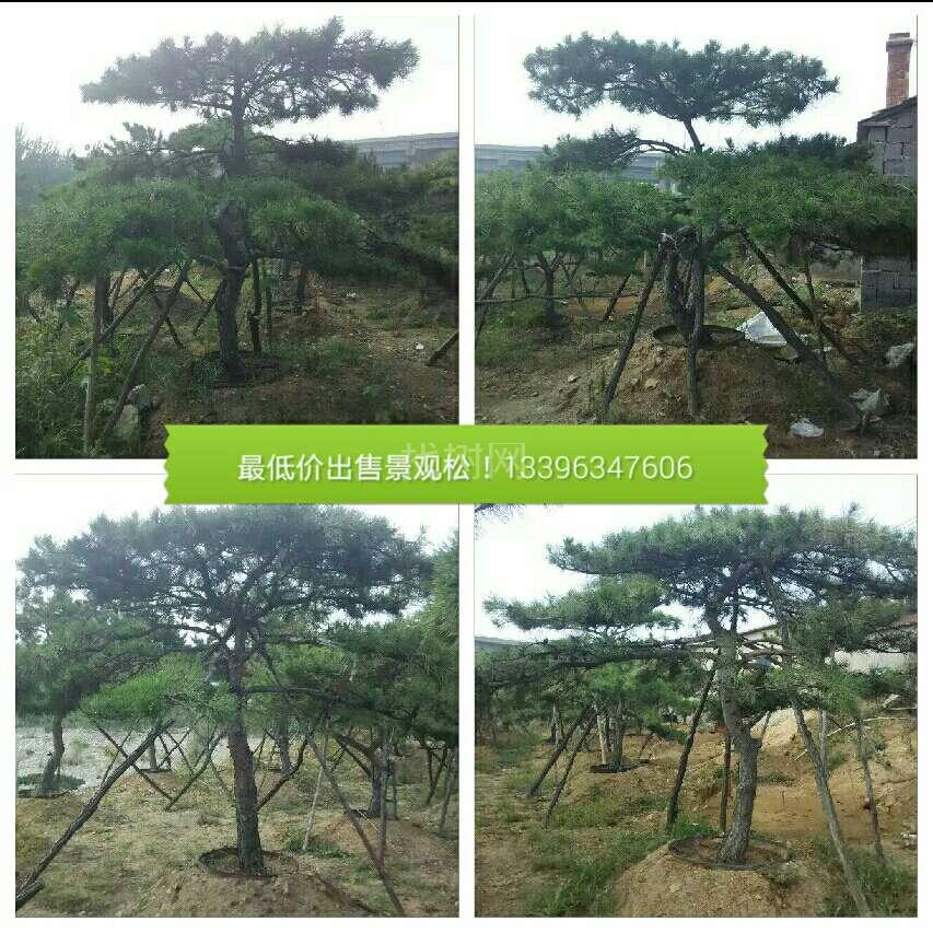 造型景观松