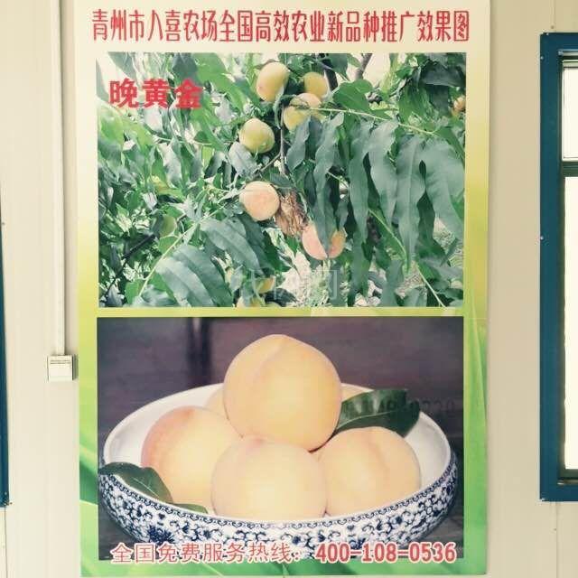 晚黄金桃
