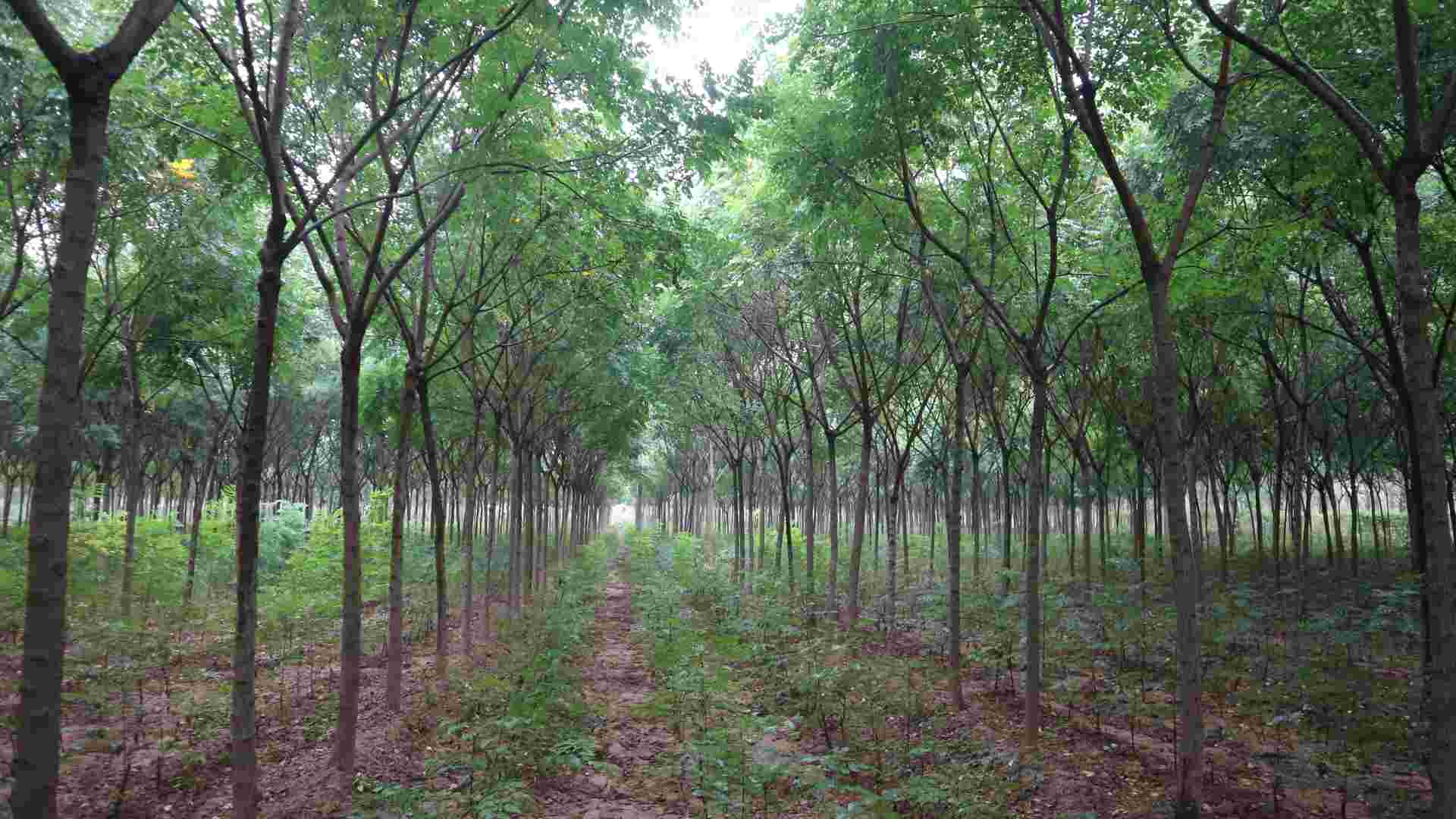 栾树