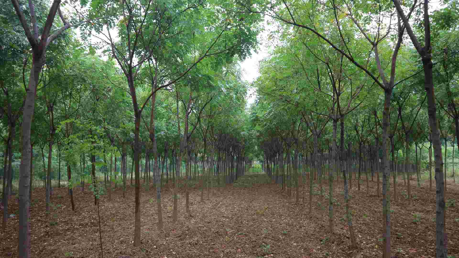 栾树