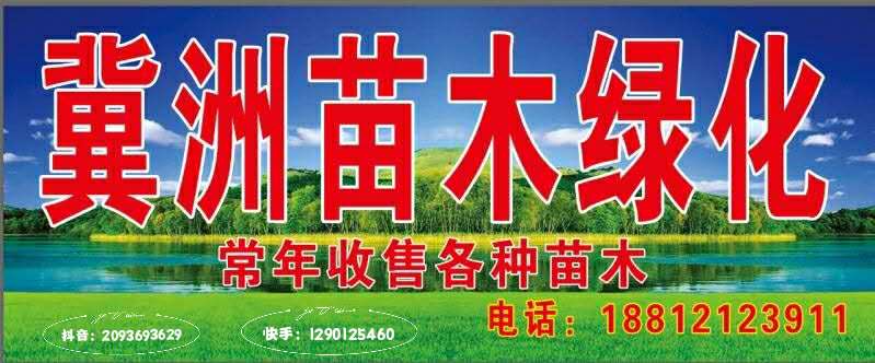 胶东卫矛