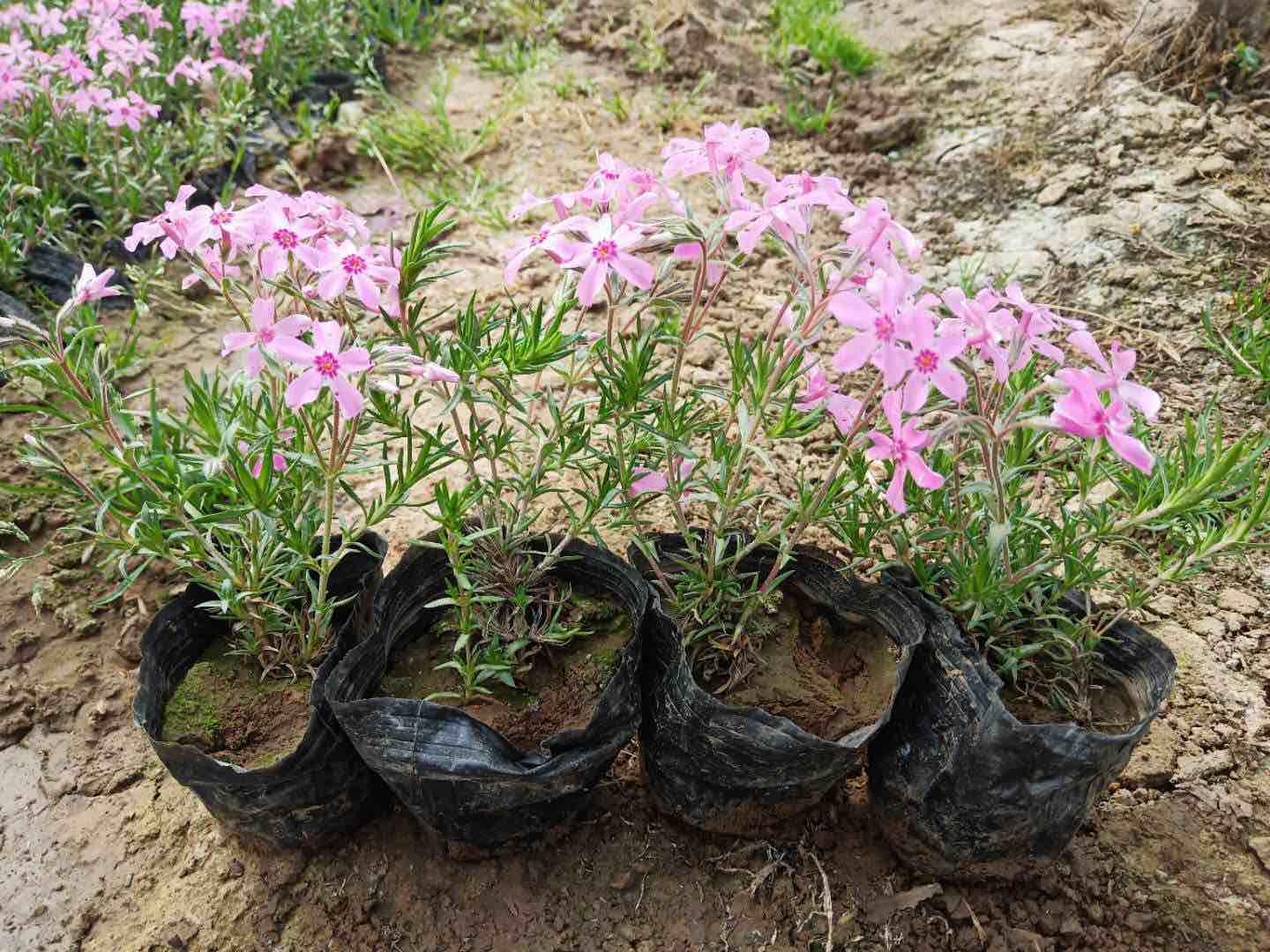丛生福禄考
