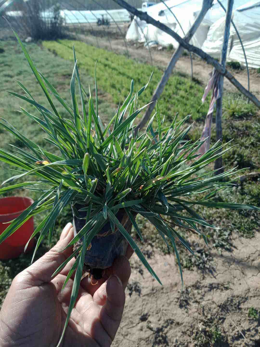 沿阶草