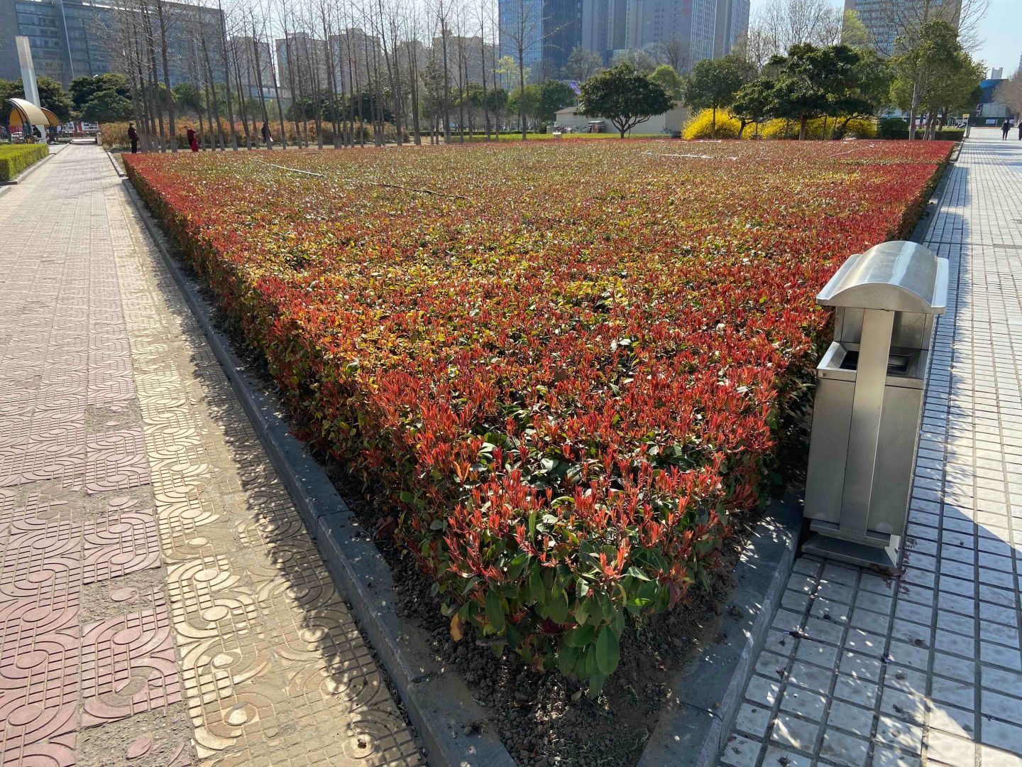 ‘四季春1号’紫荆树