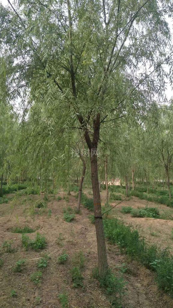 垂柳