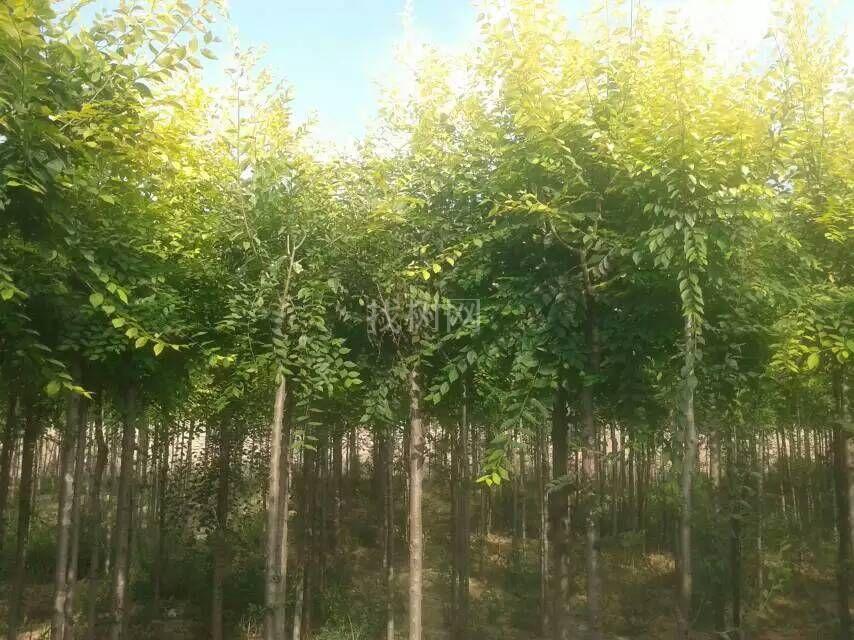 金叶儿榆