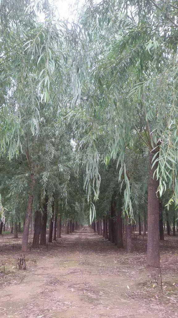 黄垂柳