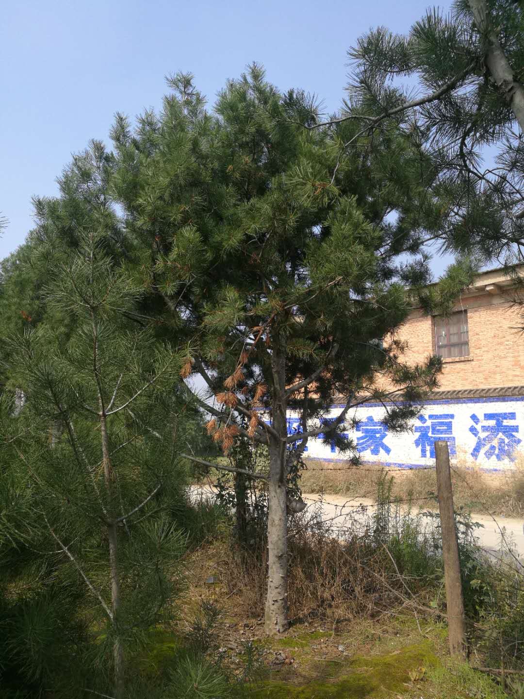 白皮松