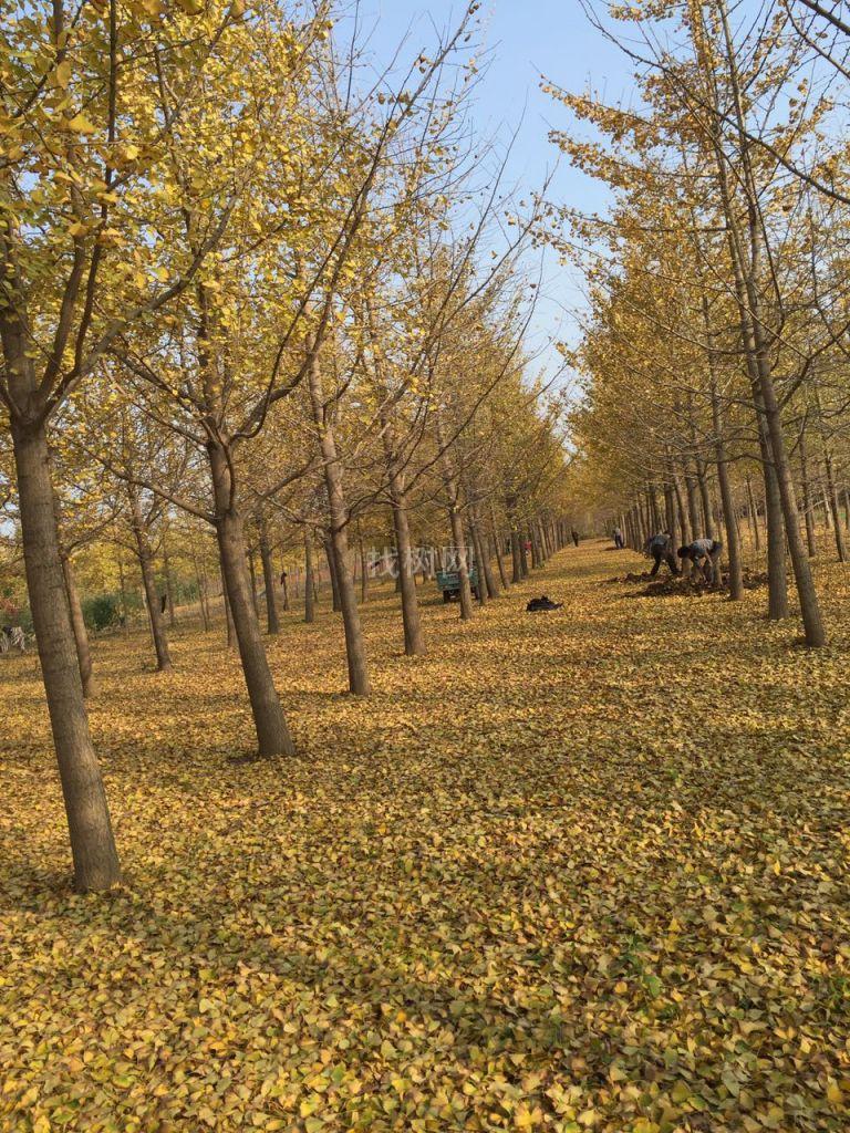 银杏树