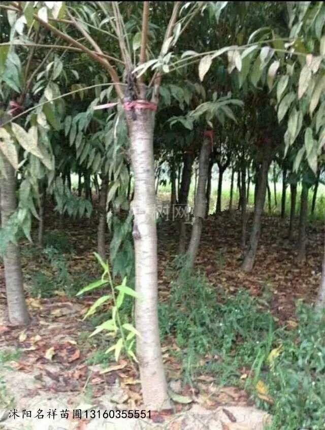 碧桃