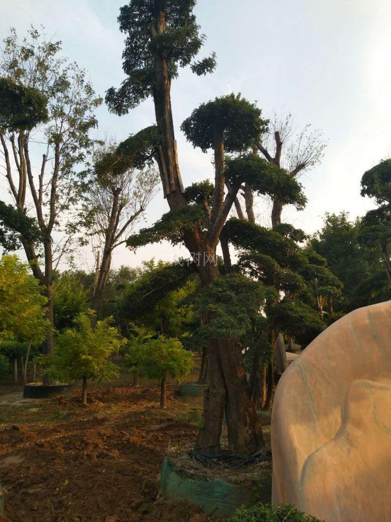 对接白蜡