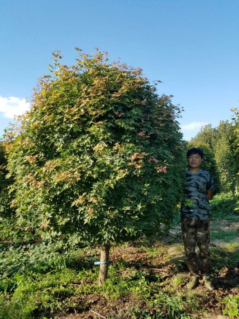 五角枫球