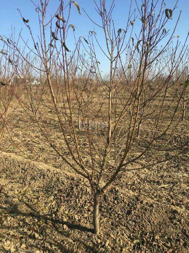 碧桃