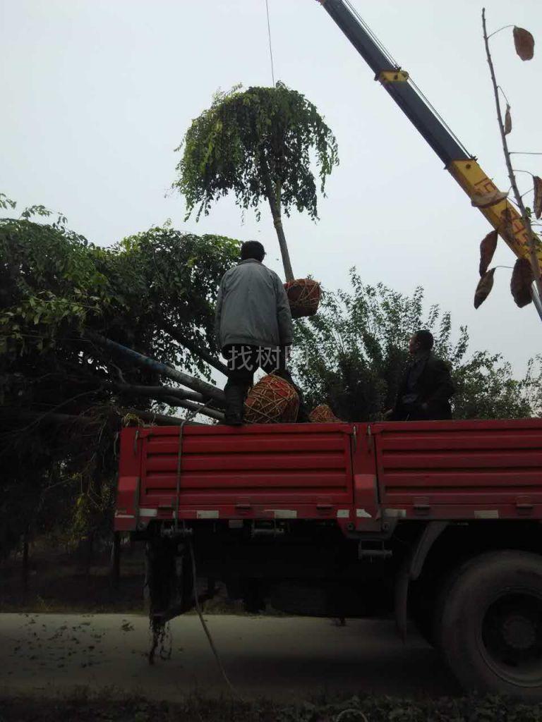 金叶垂榆