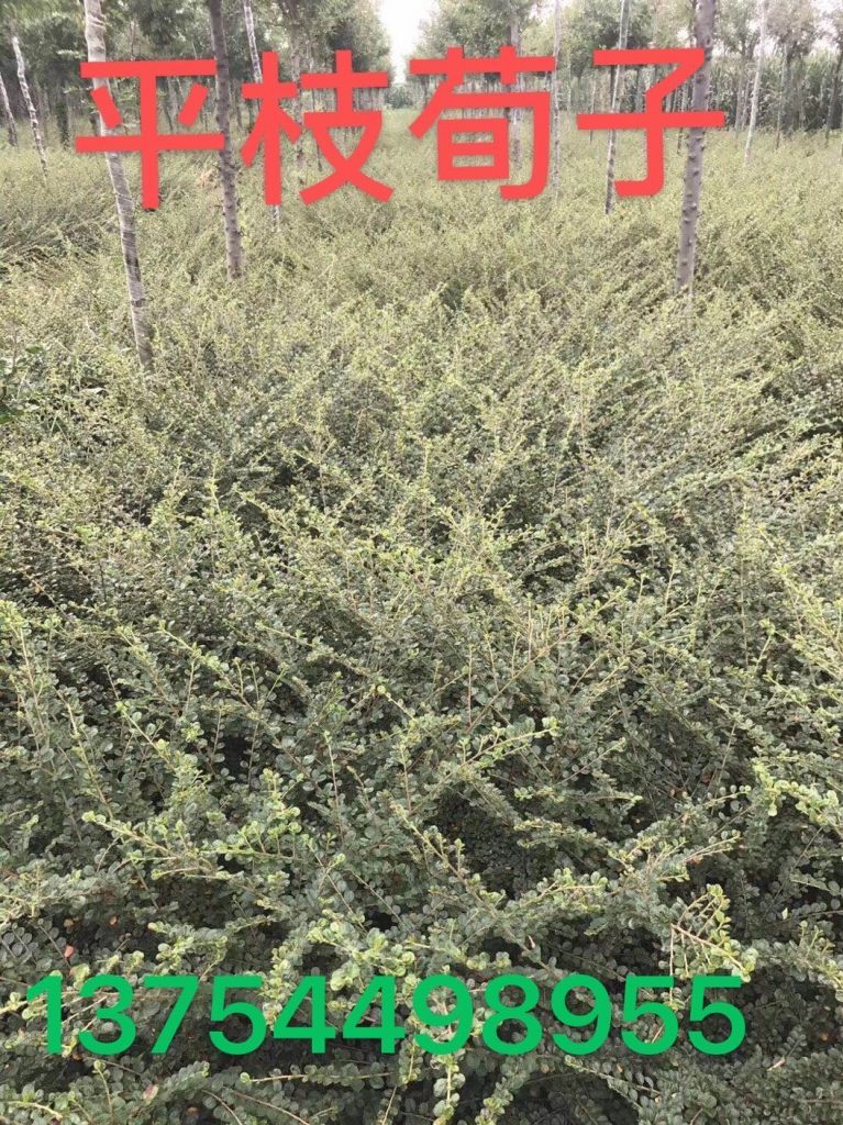 平枝荀子