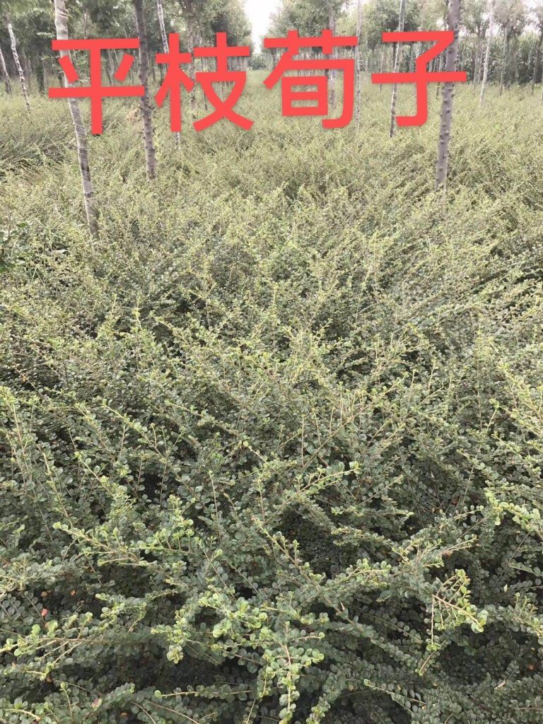 平枝荀子