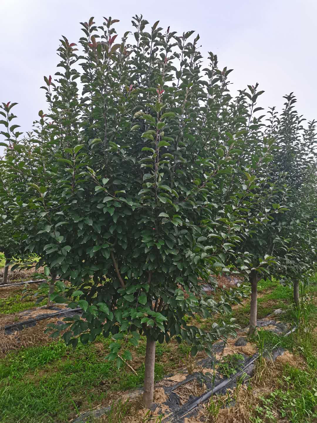 绚丽海棠