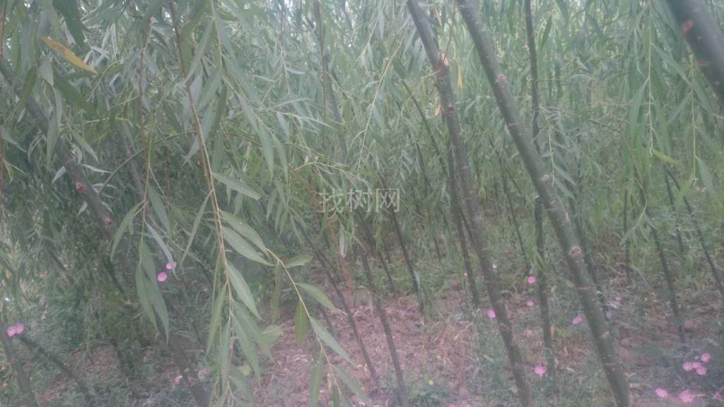 樟河柳