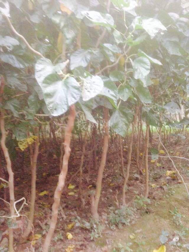 云龙桑