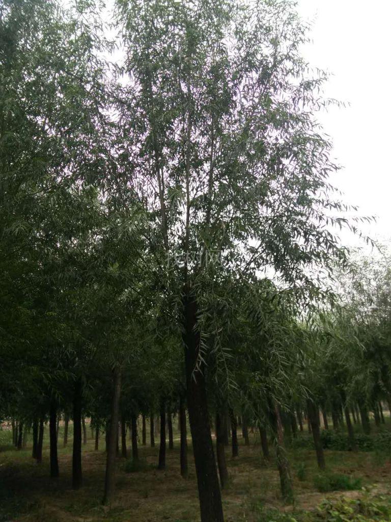 柳树