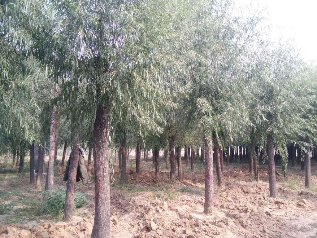绦柳