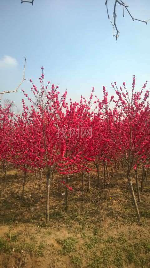 精品桃花，满天红