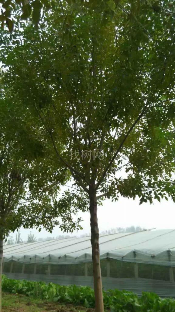14公分白蜡
