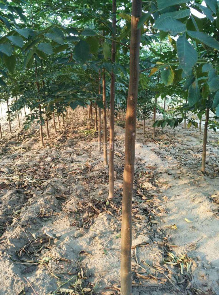栾树