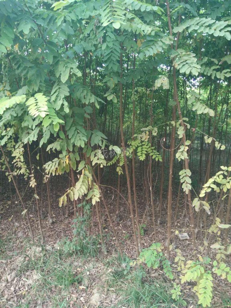 香花槐小苗