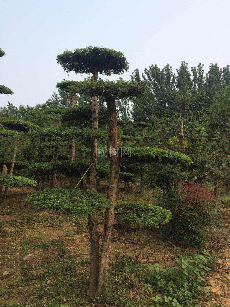 对接白蜡造型