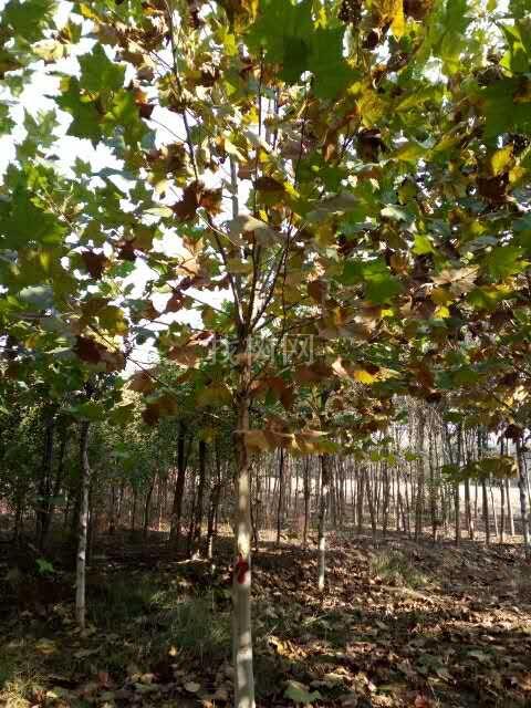 法桐