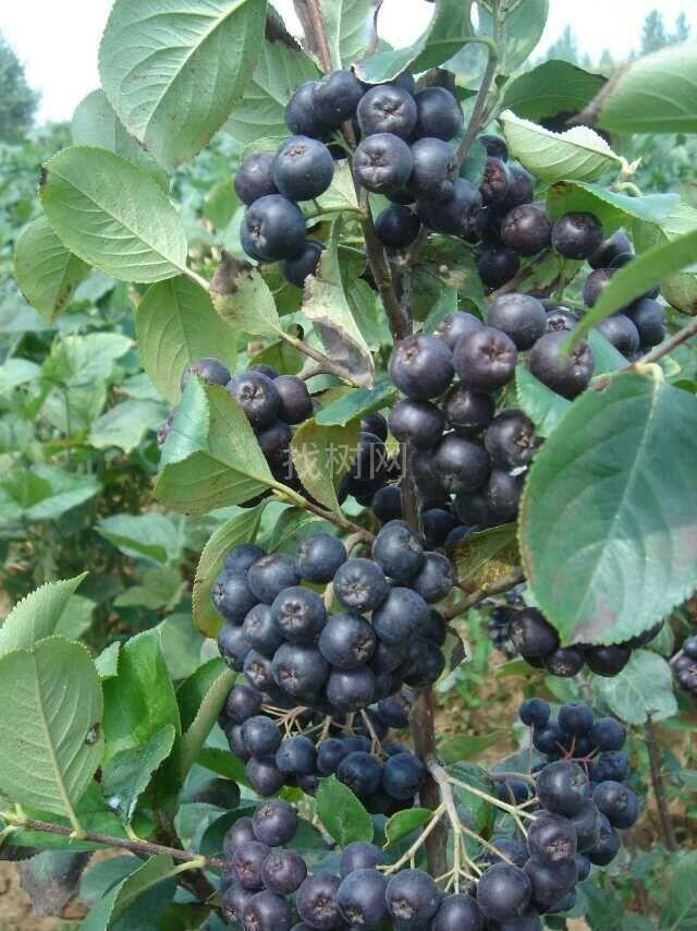 黑果花楸