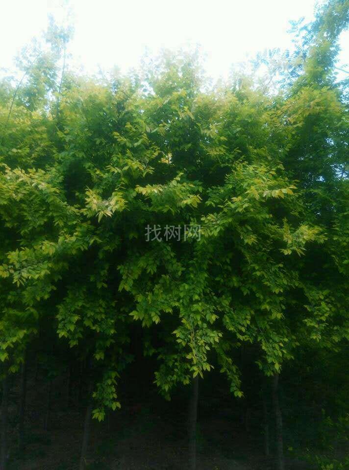 榆树