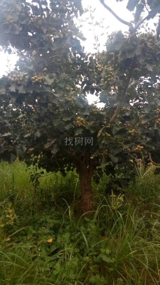 山楂树桃树苗
