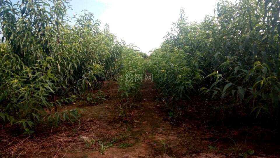 山楂树桃树苗