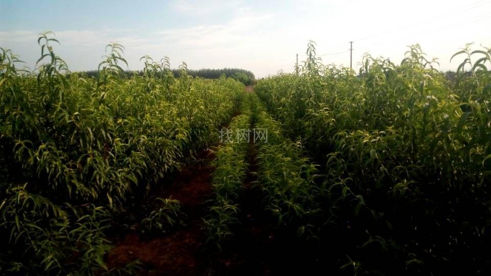 山楂树桃树苗