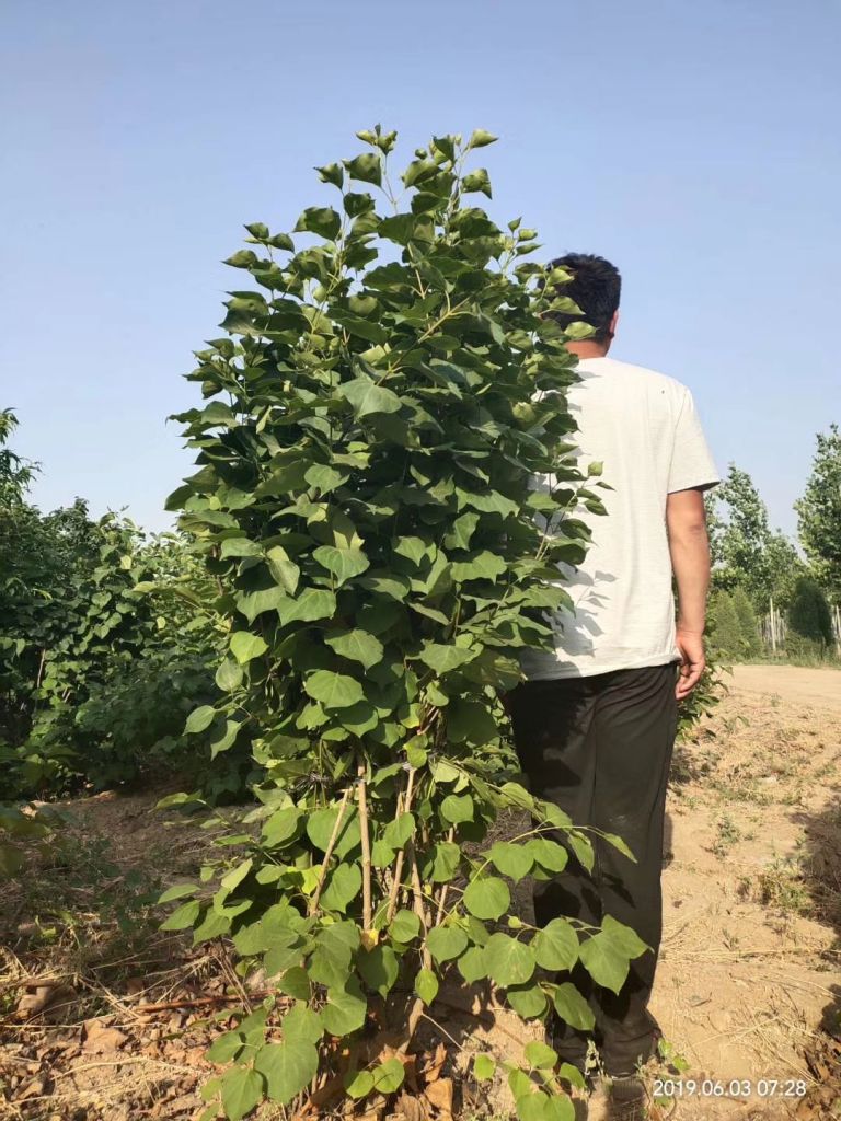 丛生丁香