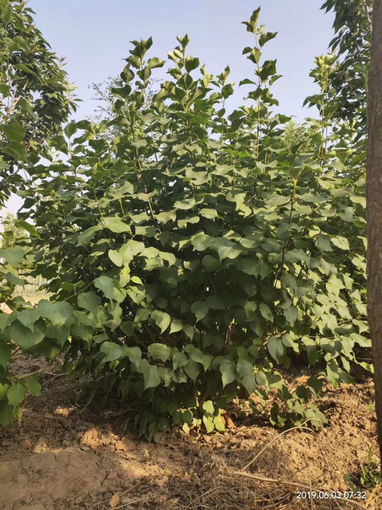 丛生丁香