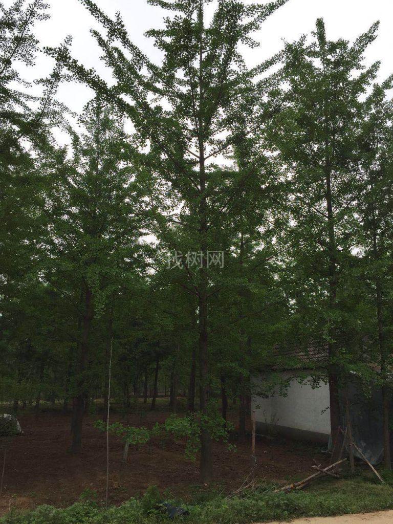 银杏树