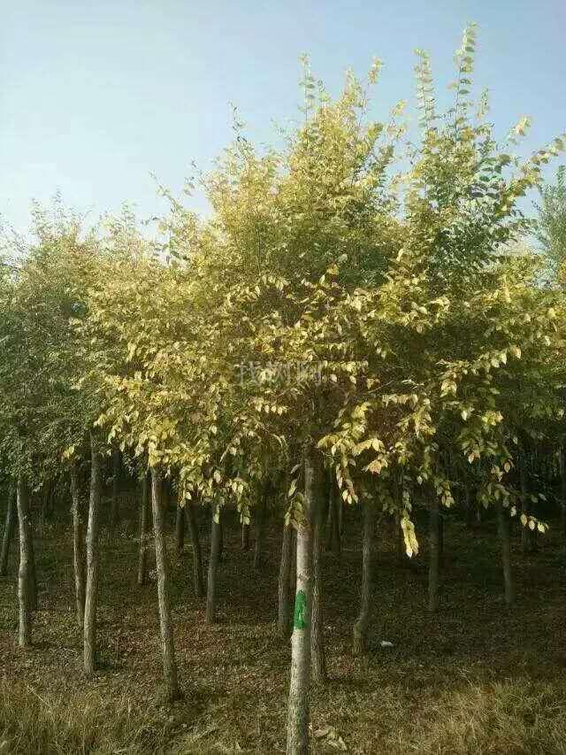 金叶榆