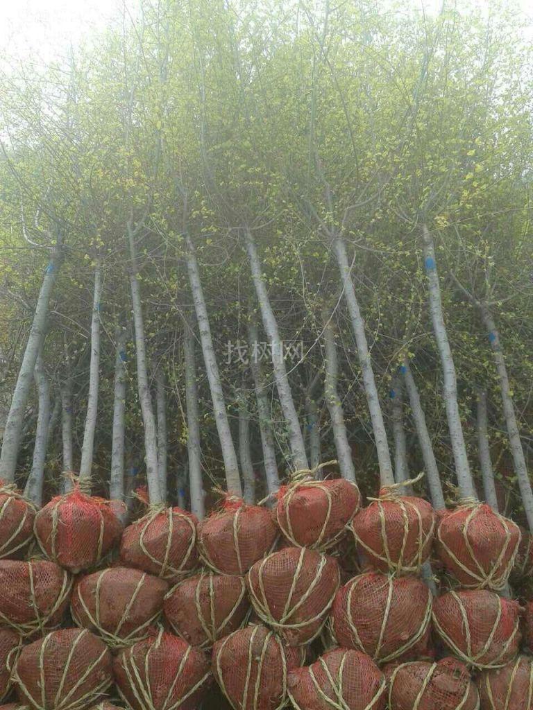 金叶榆