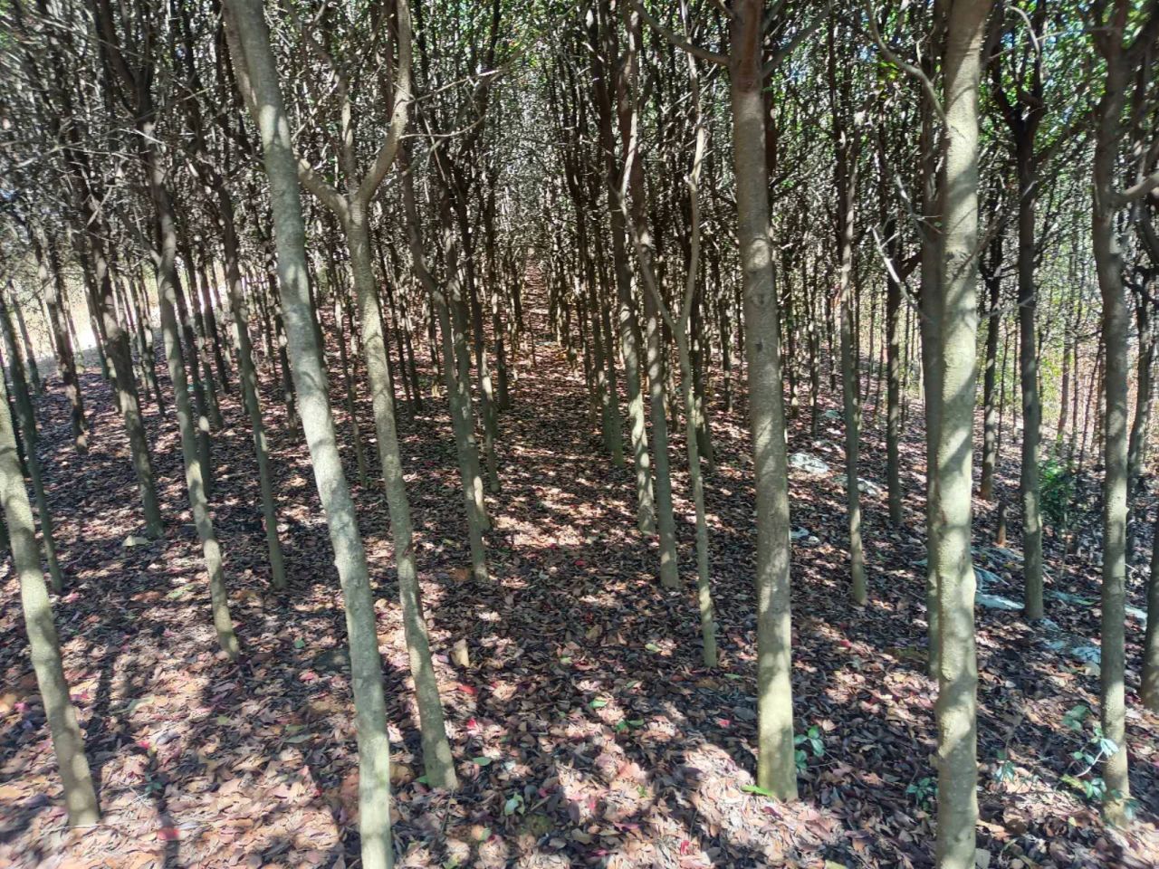 球花石楠